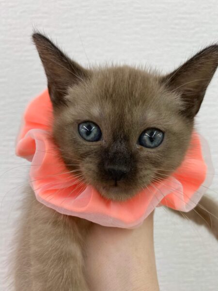 253  旭川犬猫専門｜ペットスーパー J＆J