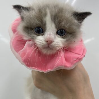 ラグドール 旭川犬猫専門 ペットスーパー J J