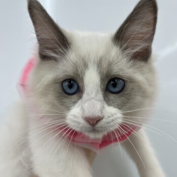 ラグドール 旭川犬猫専門 ペットスーパー J J