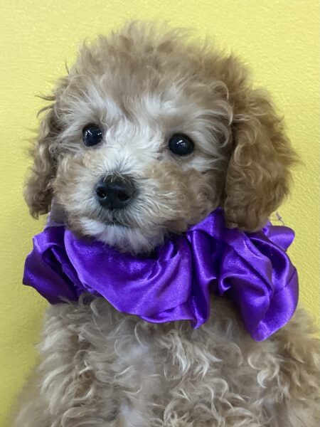 素晴らしい 5373 | 旭川犬猫専門｜ペットスーパー J＆J 特撮