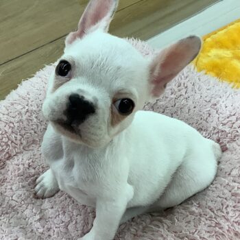 5289 | 旭川犬猫専門｜ペットスーパー J＆J
