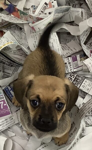 5374 | 旭川犬猫専門｜ペットスーパー J＆J