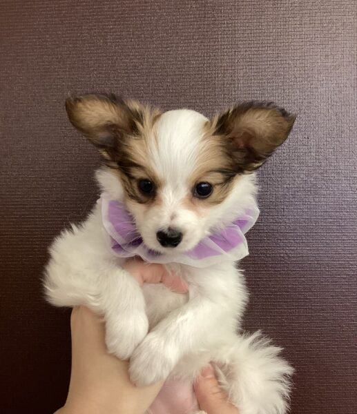 速くおよび自由な 5447 | 旭川犬猫専門｜ペットスーパー J＆J エクササイズグッズ