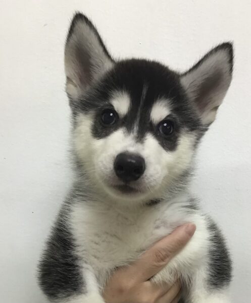 5697 | 旭川犬猫専門｜ペットスーパー J＆J