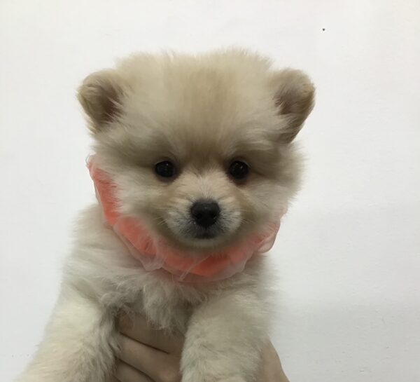 愛犬サンプル写真 5960 | 旭川犬猫専門|ペットスーパー J&J