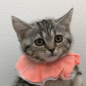 5838 | 旭川犬猫専門｜ペットスーパー J＆J