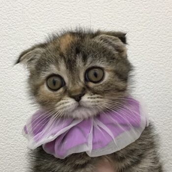 ねこ Amazon | [ADSNS] キャット ハウス ちぐらタイプ 猫小屋 猫