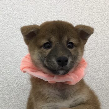 犬 まりんちゃん🐳 #ペットスパ #petspa #トリミング #トリミング