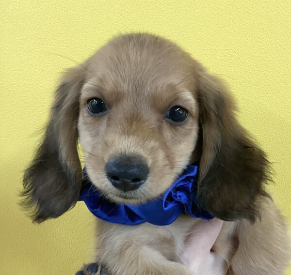 愛犬サンプル写真 こんにちは☀️ 明野店です！！！！！ 可愛いすぎる仔犬ちゃんズ