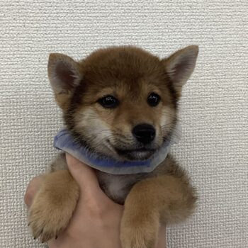 柴犬 | 旭川犬猫専門｜ペットスーパー J＆J