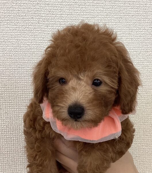 6468 | 旭川犬猫専門｜ペットスーパー J＆J