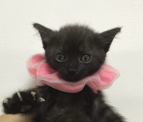 ねこねこ商店 瀬川菓子舗] 猫箱(小) ねこさく 8個入り(ねこさく×8) /サブレ 黒