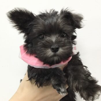 犬 犬用リード 《メドール》 スリム | Hermès - エルメス-公式サイト
