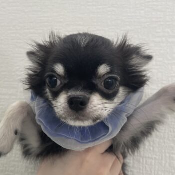 6654 | 旭川犬猫専門｜ペットスーパー J＆J