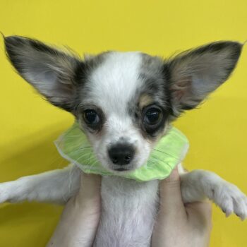 チワワ | 旭川犬猫専門｜ペットスーパー J＆J