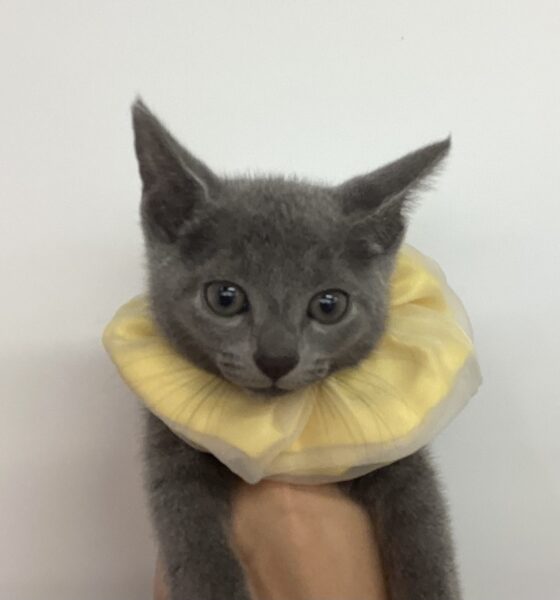 じゃれねこ『2月☆70 天然石×See×ブルー』 6070 | 旭川犬猫専門｜ペットスーパー J＆J