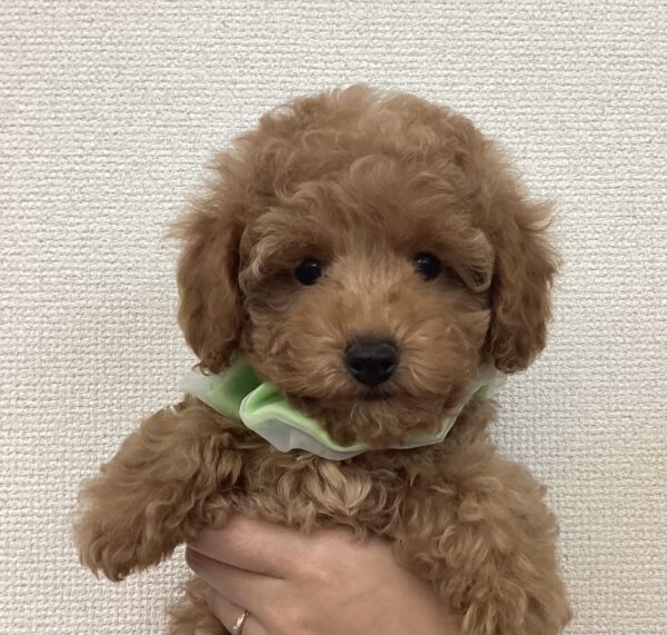 愛犬サンプル写真 新ブランド】愛犬のファッションもサステナブルにアップグレード