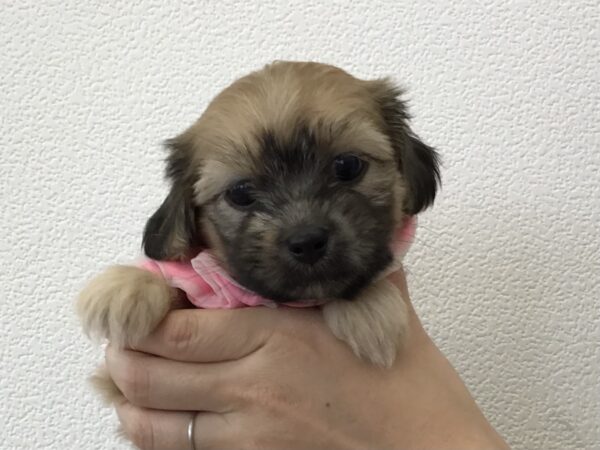 犬ページ ボーダーコリーの基本絆ができれば最高のパートナー 賢さNO．1