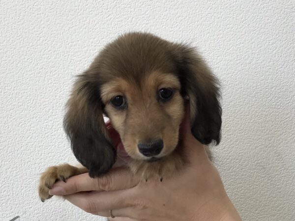 愛犬サンプル写真 撮影サンプル20250713 | ふぉとさいく 410319.studio