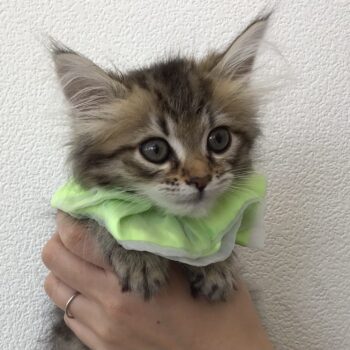 サイベリアン | 旭川犬猫専門｜ペットスーパー J＆J
