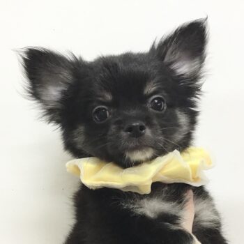 チワワママ 価格の安い◾️犬MIX【 父：チワワ2.3㎏×母：シーズー3.5