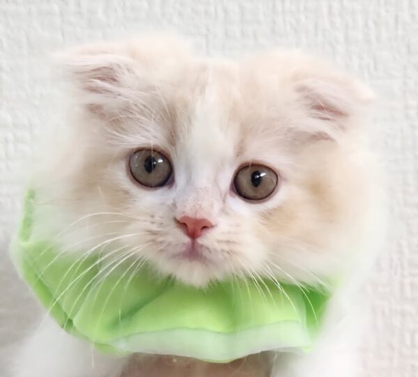 ネコママセレクト 6071 | 旭川犬猫専門|ペットスーパー J&J