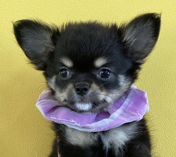 愛犬サンプル写真 6667 | 旭川犬猫専門｜ペットスーパー J＆J