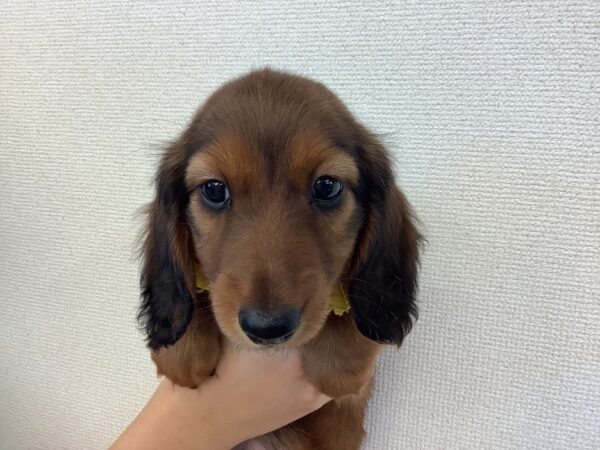 6704 | 旭川犬猫専門｜ペットスーパー J＆J