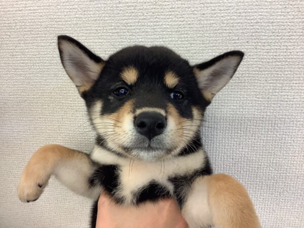  Meyer Fluweh 犬と蜂 maxresdefault.jpg