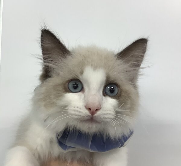 ねこ 6097 | 旭川犬猫専門|ペットスーパー J&J