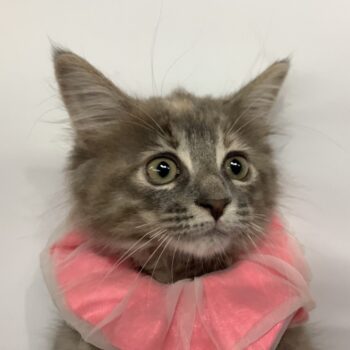 猫 尾道市立美術館 on X: 