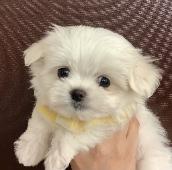 まめちゃんページ♡ 6707 | 旭川犬猫専門|ペットスーパー J&J