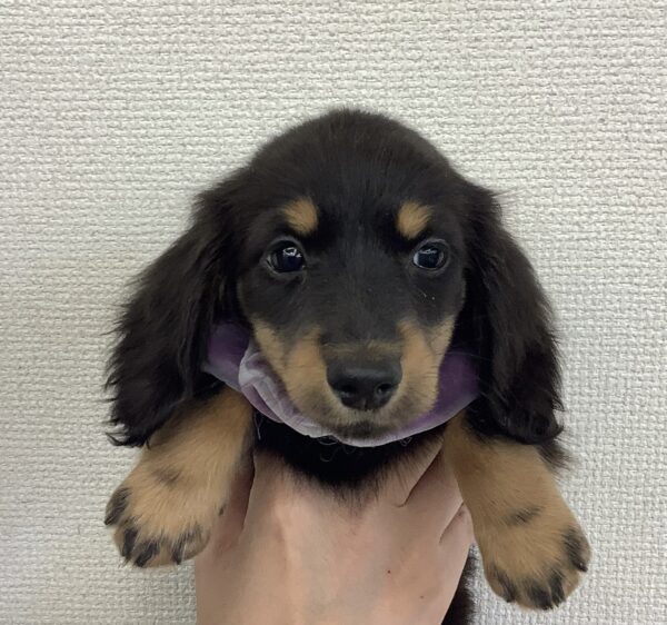 6708 | 旭川犬猫専門｜ペットスーパー J＆J
