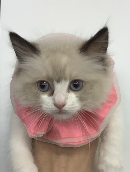 6074 | 旭川犬猫専門｜ペットスーパー J＆J