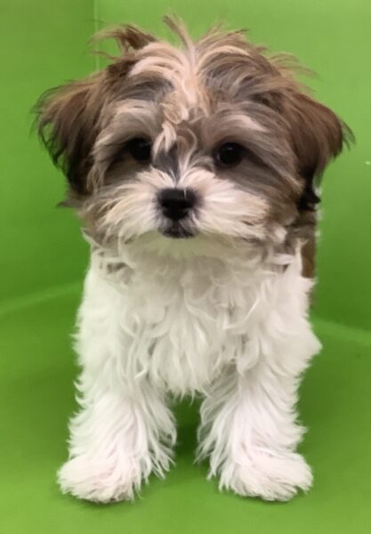 ᵕ̈ GENE犬 GENERATIONS マスコット GENE犬 ジェネ犬 GENE高 ジェネ高