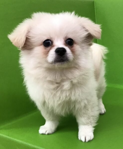 6694 | 旭川犬猫専門｜ペットスーパー J＆J