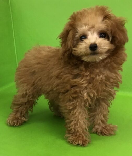 愛犬 PET PARADISE 犬 クッション ペットカート用 遠赤外線 くまちゃん柄