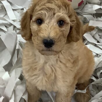 宝石 犬 6677 | 旭川犬猫専門｜ペットスーパー J＆J