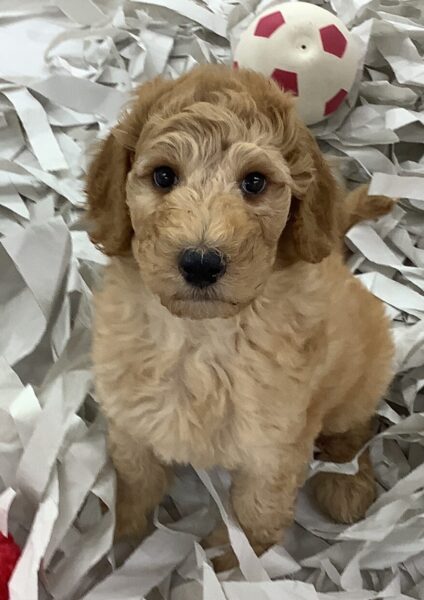 6677 | 旭川犬猫専門｜ペットスーパー J＆J