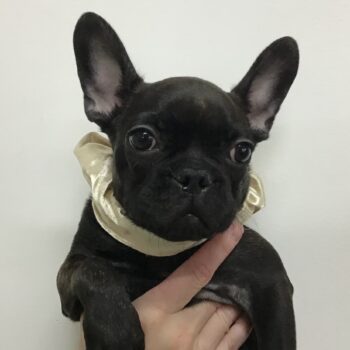 6995 | 旭川犬猫専門｜ペットスーパー J＆J